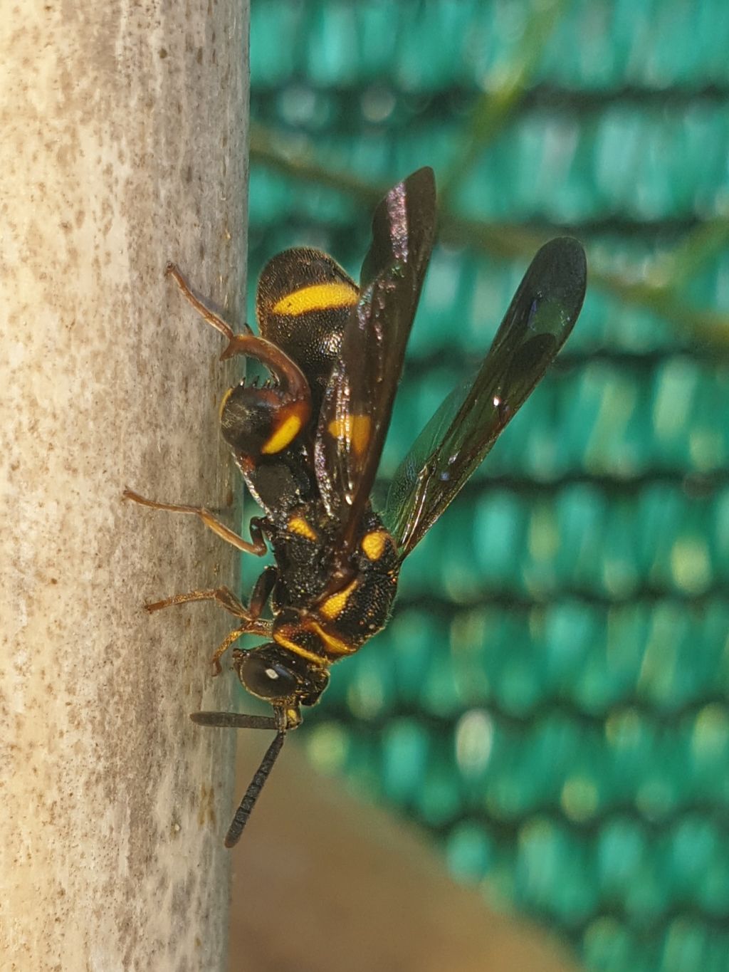 Leucospidae che attenzionano un nido di Isodontia mexicana